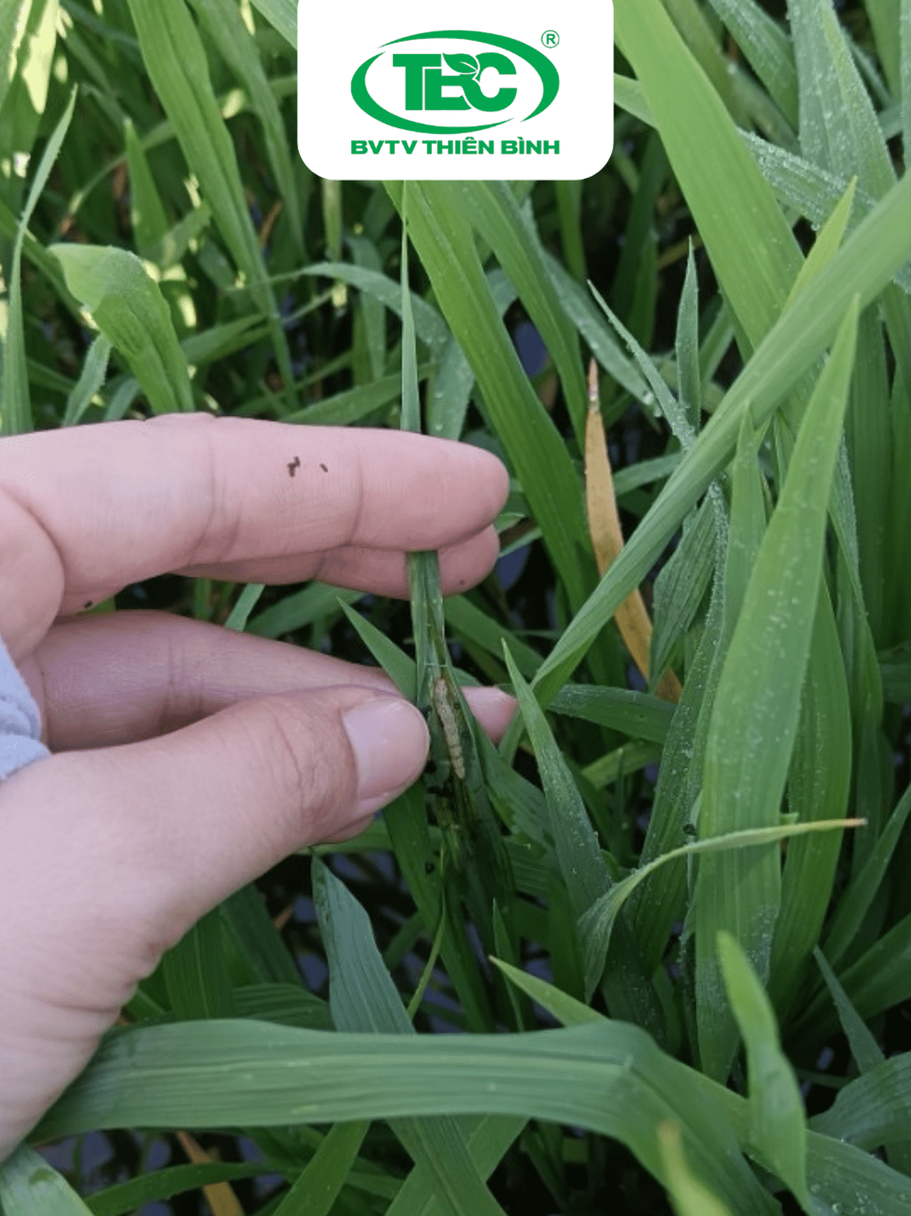 sâu cuốn lá trong bao lá, triệu chứng sâu cuốn lá trên ruộng, ống lá bị cuốn