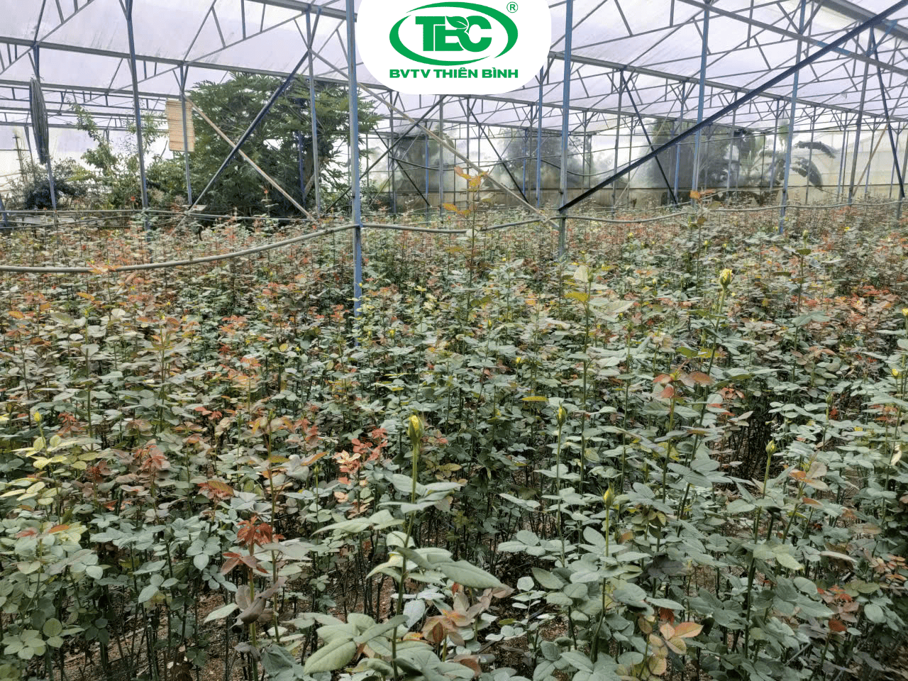 Vườn hoa hồng trong nhà lưới xuất hiện bệnh gỉ sắt hoa hồng