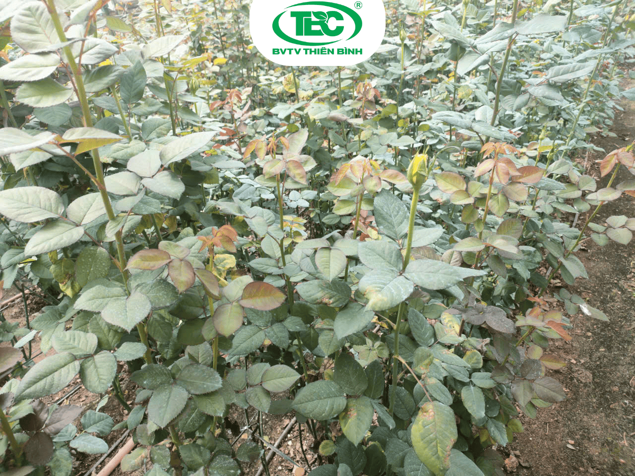 Dấu hiệu bệnh gỉ sắt hoa hồng làm lá vàng và rụng sớm