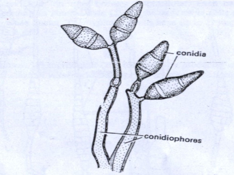 'Hình minh họa bào tử nấm gây bệnh đạo ôn cổ bông trên cây lúa'