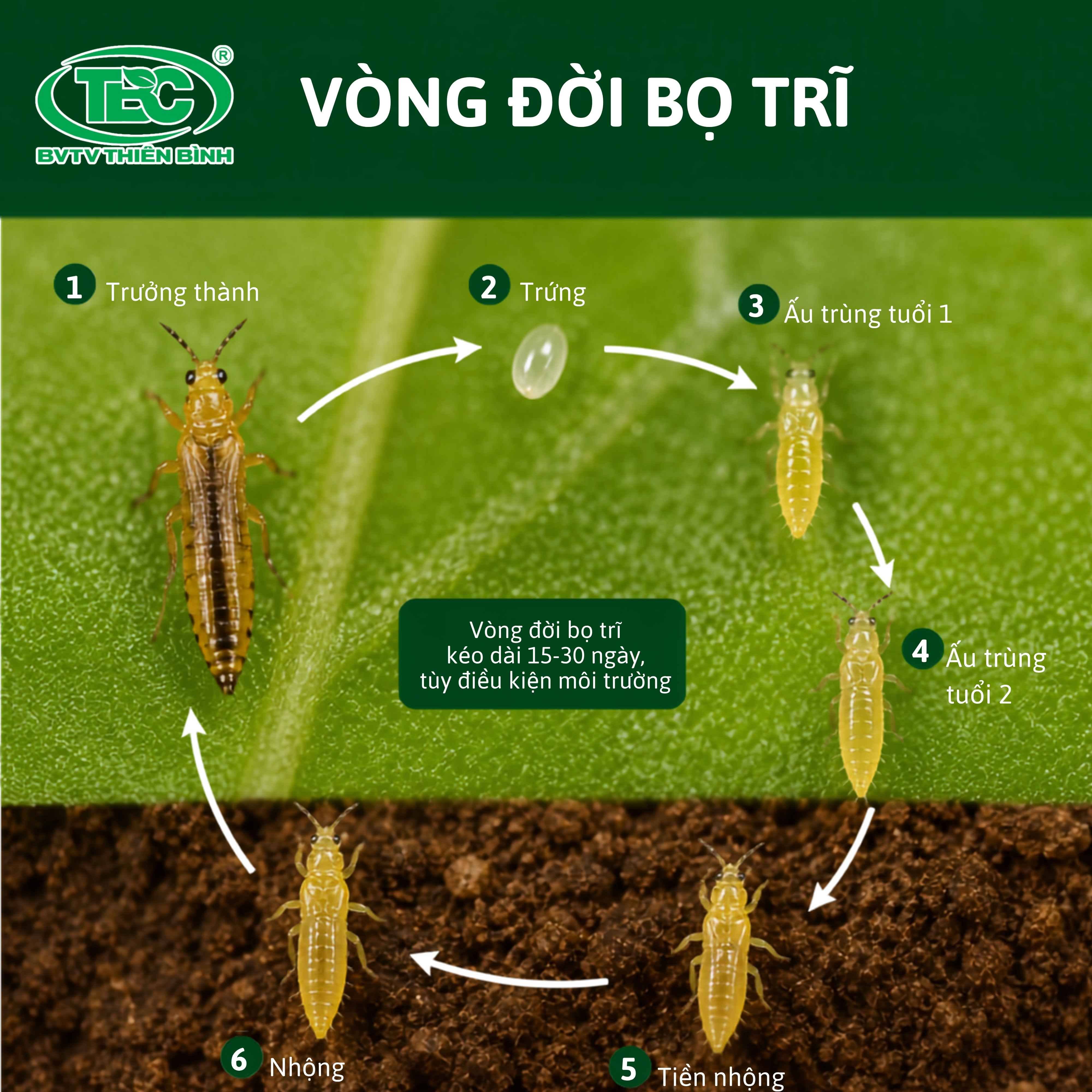 Alt text: Hinh-anh-vong-doi-bo-tri-tu-giai-doan-trung-den-truong-thanh