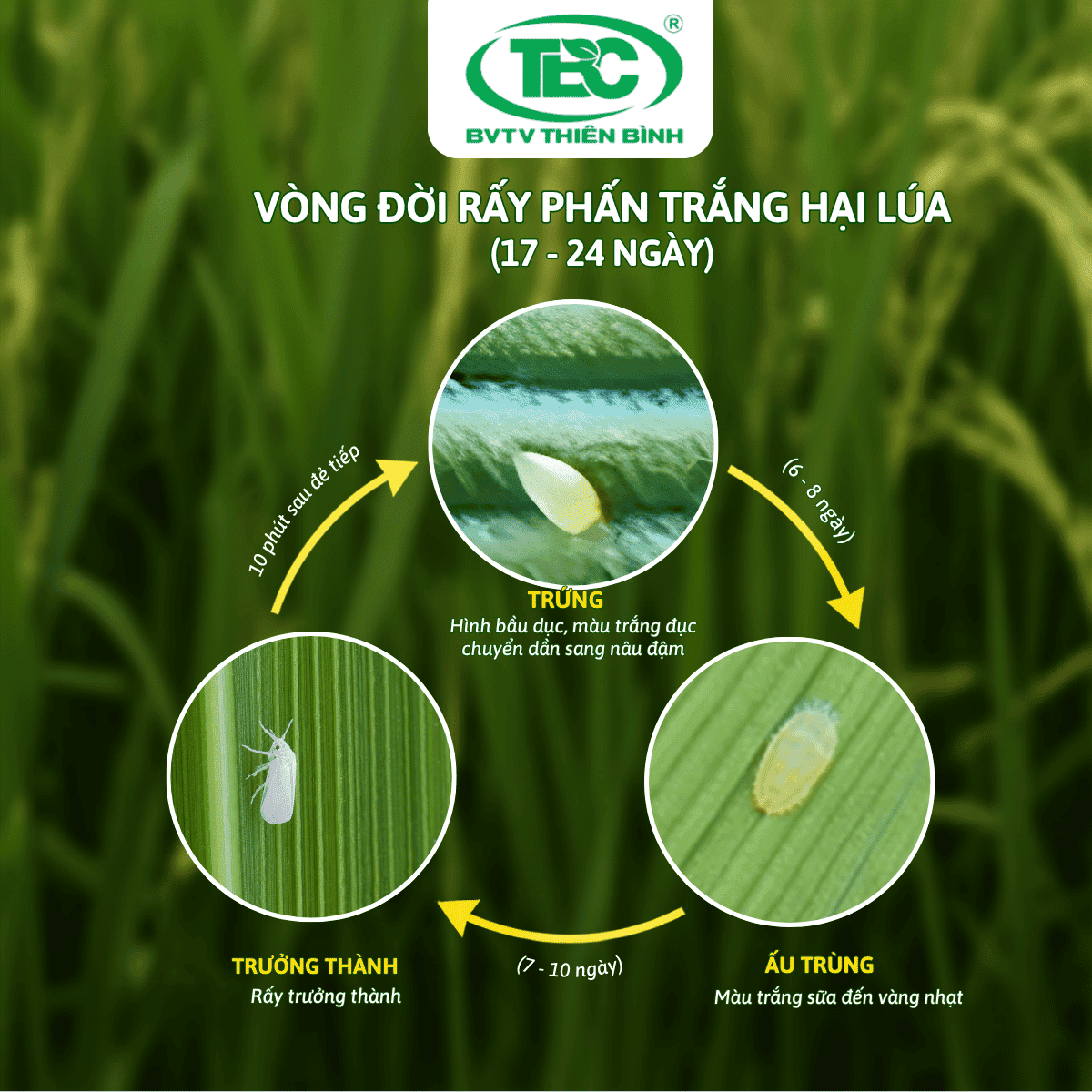 hinh-anh-vong-doi-cua-ray-phan-trang-hai-lua