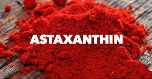 Astaxanthin là gì – Chiết xuất từ vi tảo đỏ Haematococcus pluvialis