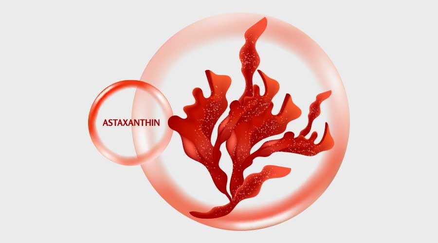 Nghỉ Astaxanthin 2–4 tuần sau khi dùng dài hạn