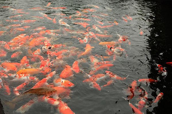 Cách lựa chọn thức ăn tốt nhất cho cá Koi Nhật Bản?