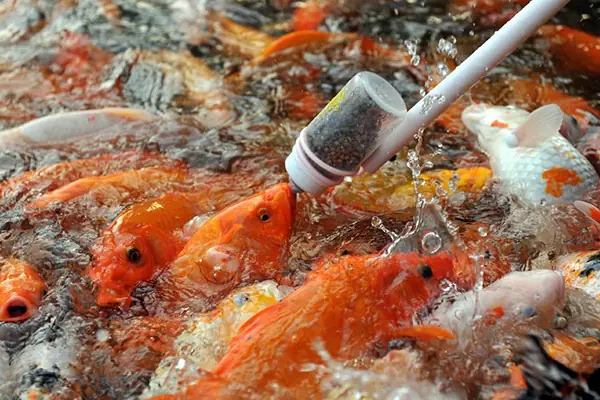 Chia Sẻ Kinh Nghiệm Chọn Cám Thức Ăn Cho Cá