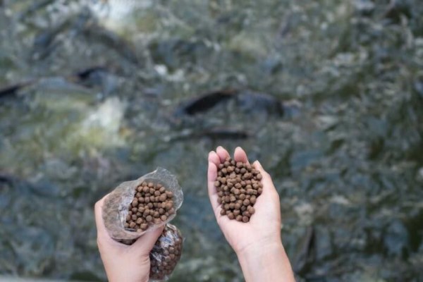 [KHÔNG THỂ BỎ LỠ] Kinh nghiệm cho cá ăn đúng cách