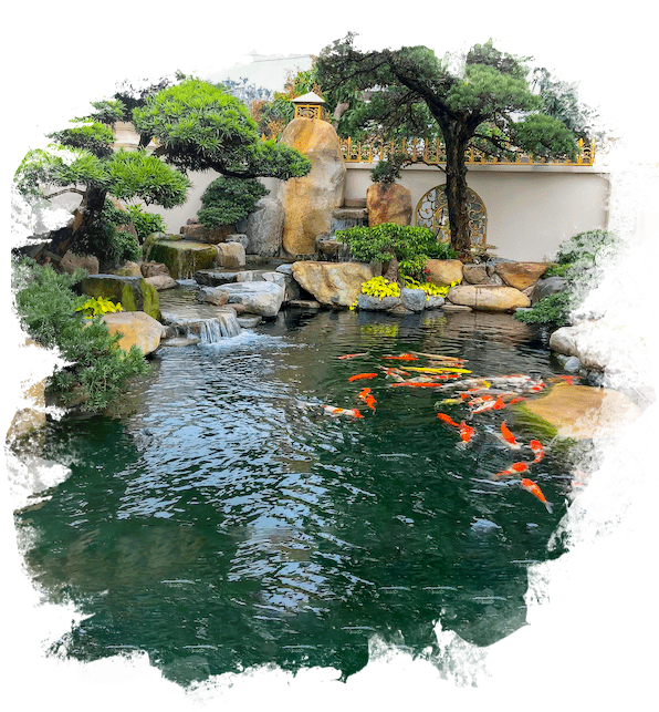 TỰ VẤN HỒ CÁ KOI