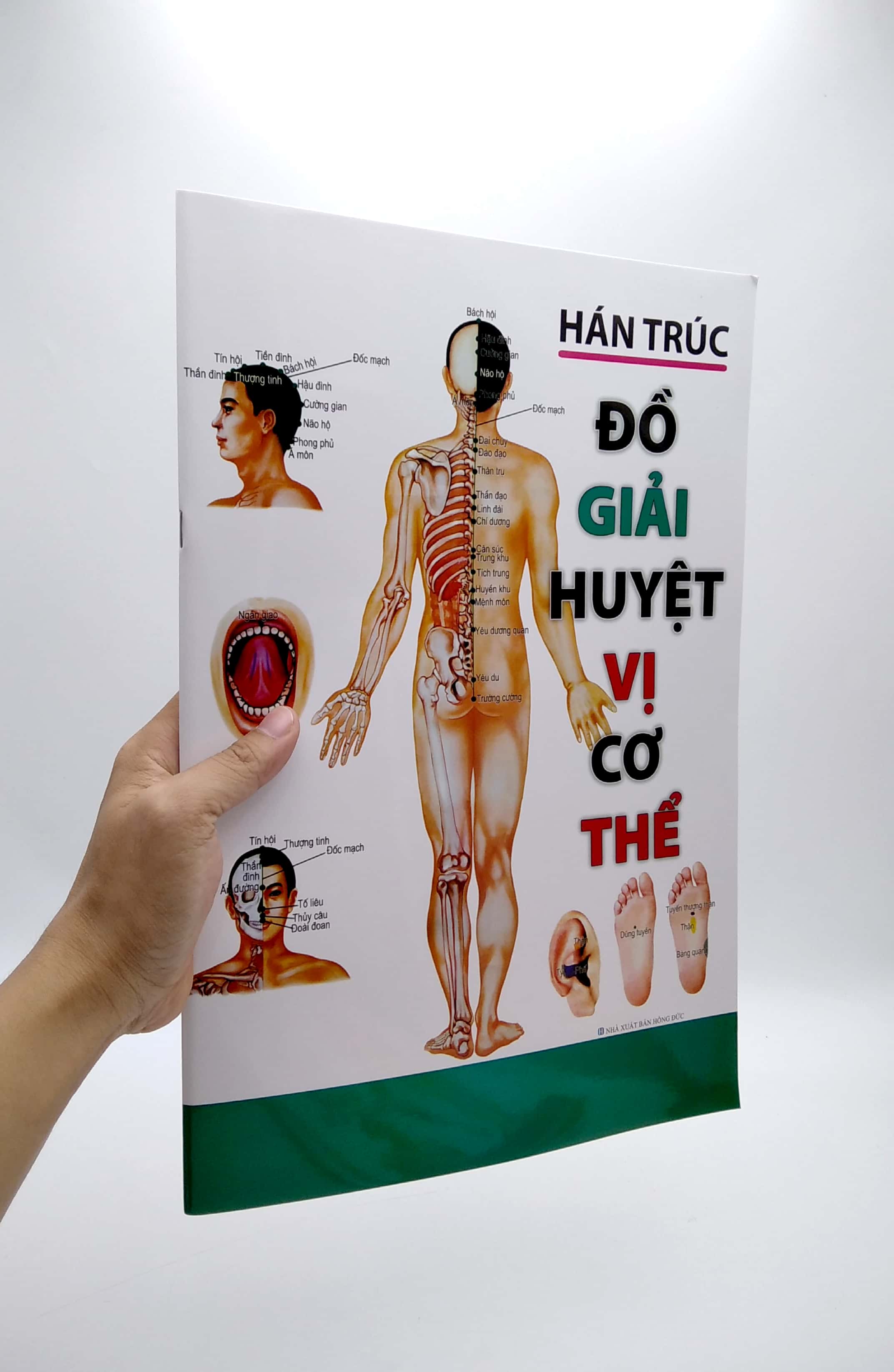 Đồ Giải Huyệt Vị Cơ Thể