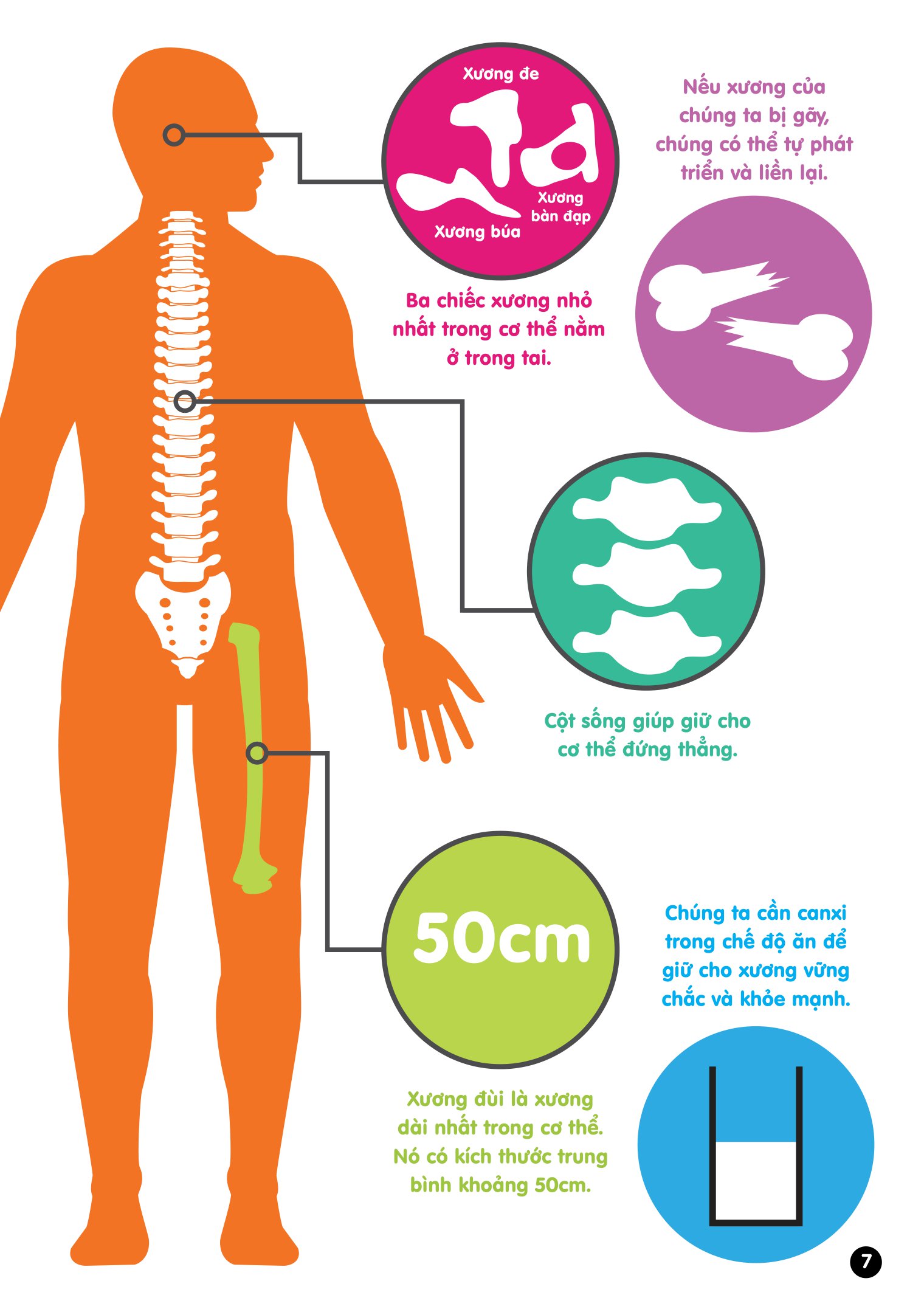 Infographics - Bách Khoa Tri Thức Bằng Đồ Họa Cho Trẻ Em - Cơ Thể Người