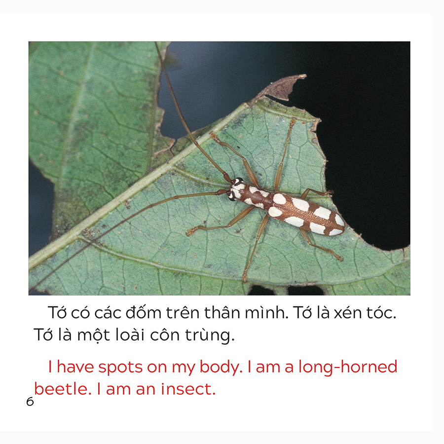 Song Ngữ Việt Anh - Khám Phá Thế Giới - Loài Nào Là Côn Trùng Nhỉ? - Who Is The Insect?