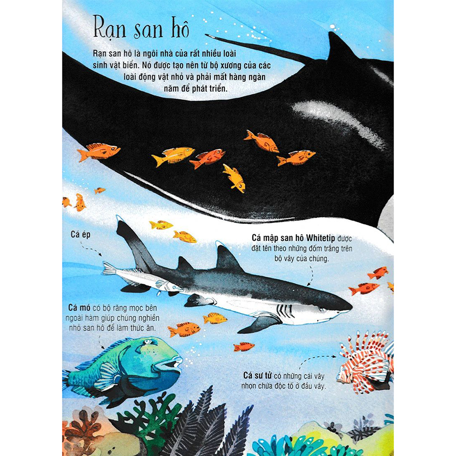 Big Book - Cuốn Sách Khổng Lồ Về Các Loài Động Vật Biển