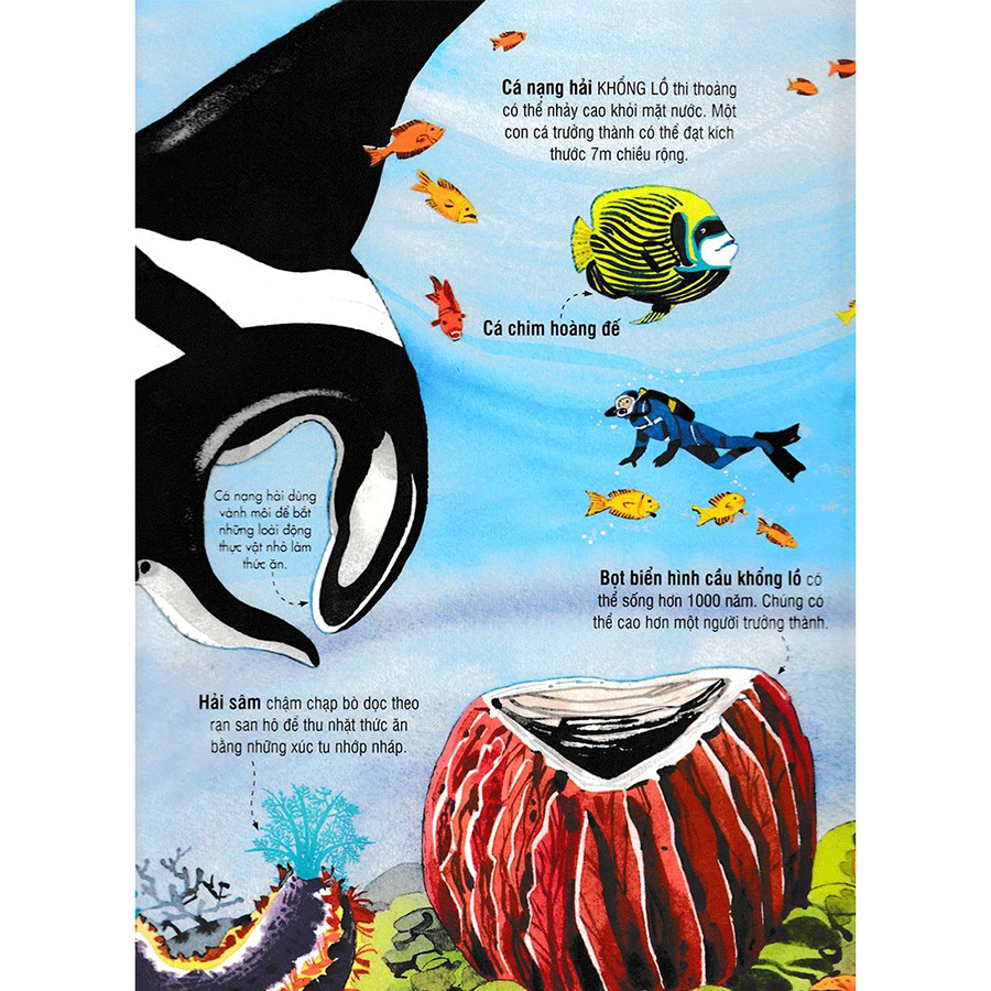 Big Book - Cuốn Sách Khổng Lồ Về Các Loài Động Vật Biển