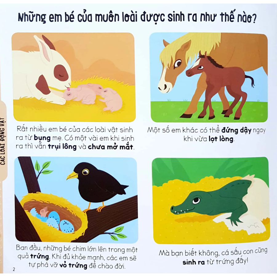 Cẩm Nang Khoa Học Bằng Tranh Larousse Tò Mò Tuổi Đến Trường: Như