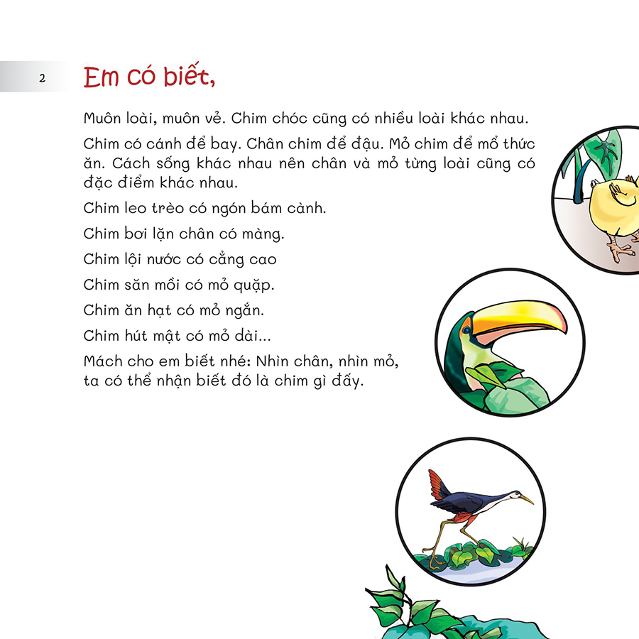 Chuyện Lạ Loài Vật - Nhìn Chân, Nhìn Mỏ Biết Rõ Chim Gì