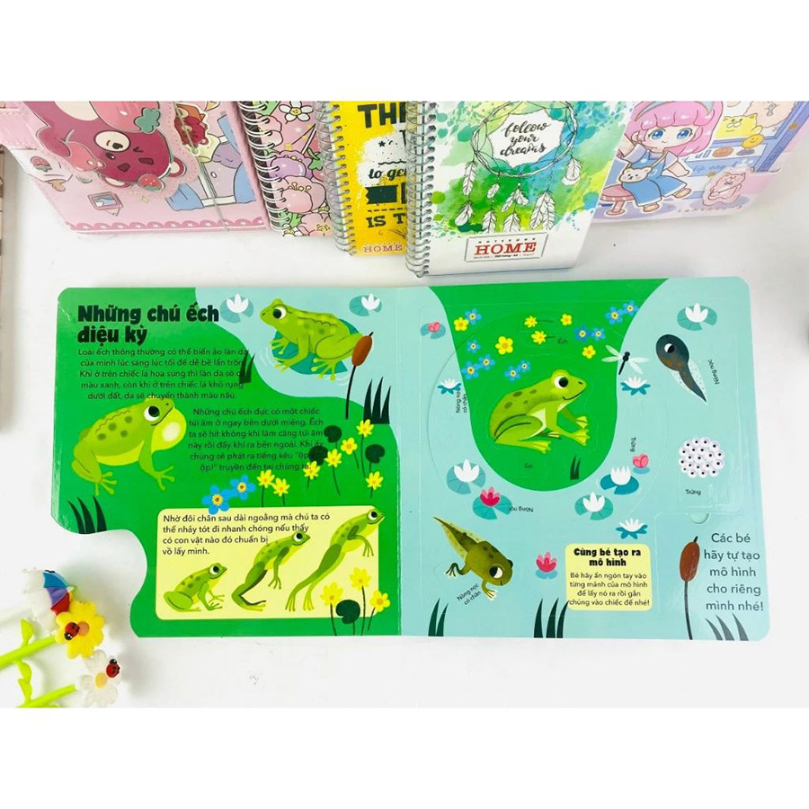 Vòng Đời Của Nòng Nọc Và Ếch