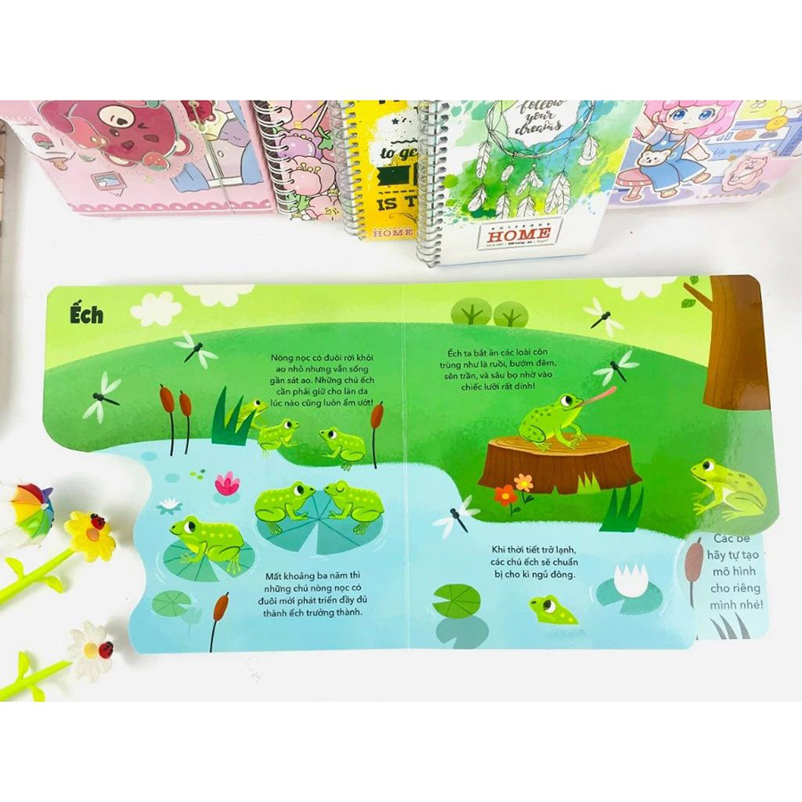 Vòng Đời Của Nòng Nọc Và Ếch