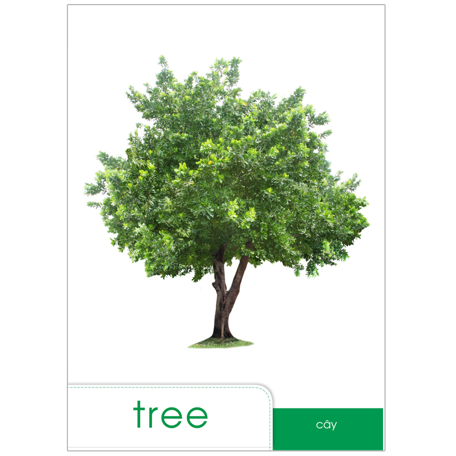 Bộ Tranh Bé Làm Quen Với Tiếng Anh Theo Chủ Đề - Chủ Đề Thực Vật