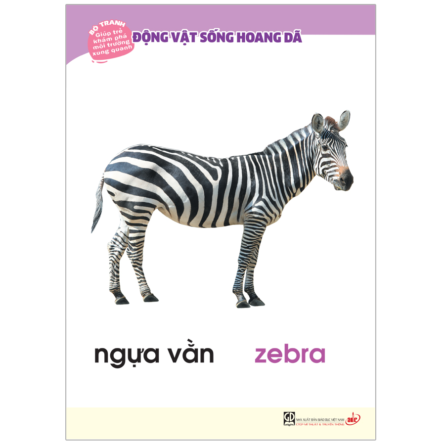 Bộ Tranh Giúp Trẻ Khám Phá Môi Trường Xung Quanh - Động Vật Sống Hoang Dã (Song Ngữ Việt - Anh)
