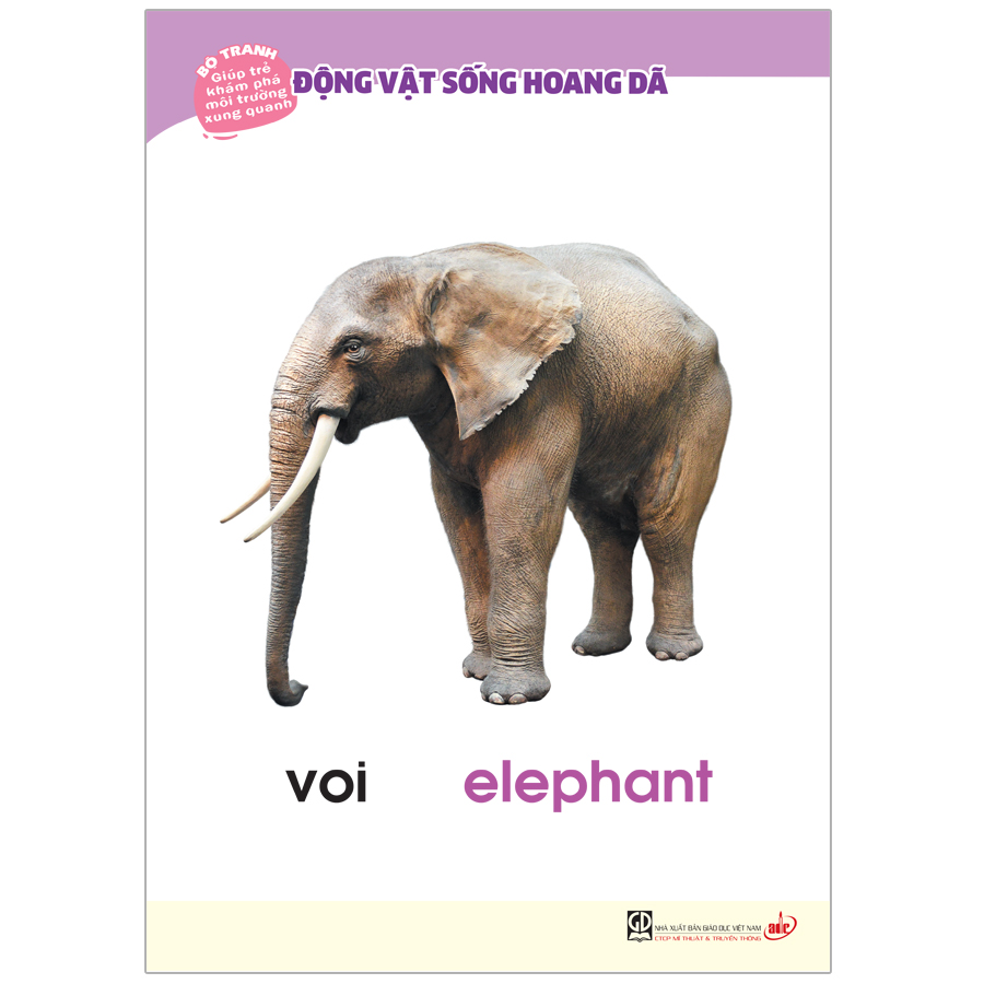Bộ Tranh Giúp Trẻ Khám Phá Môi Trường Xung Quanh - Động Vật Sống Hoang Dã (Song Ngữ Việt - Anh)