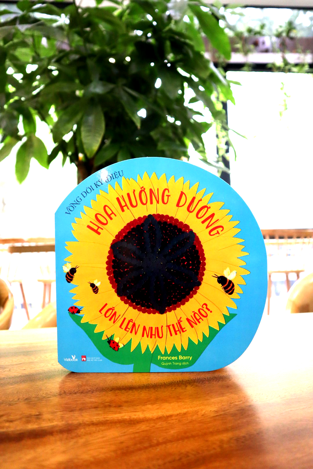 Vòng Đời Kỳ Diệu - Hoa Hướng Dương Lớn Lên Như Thế Nào