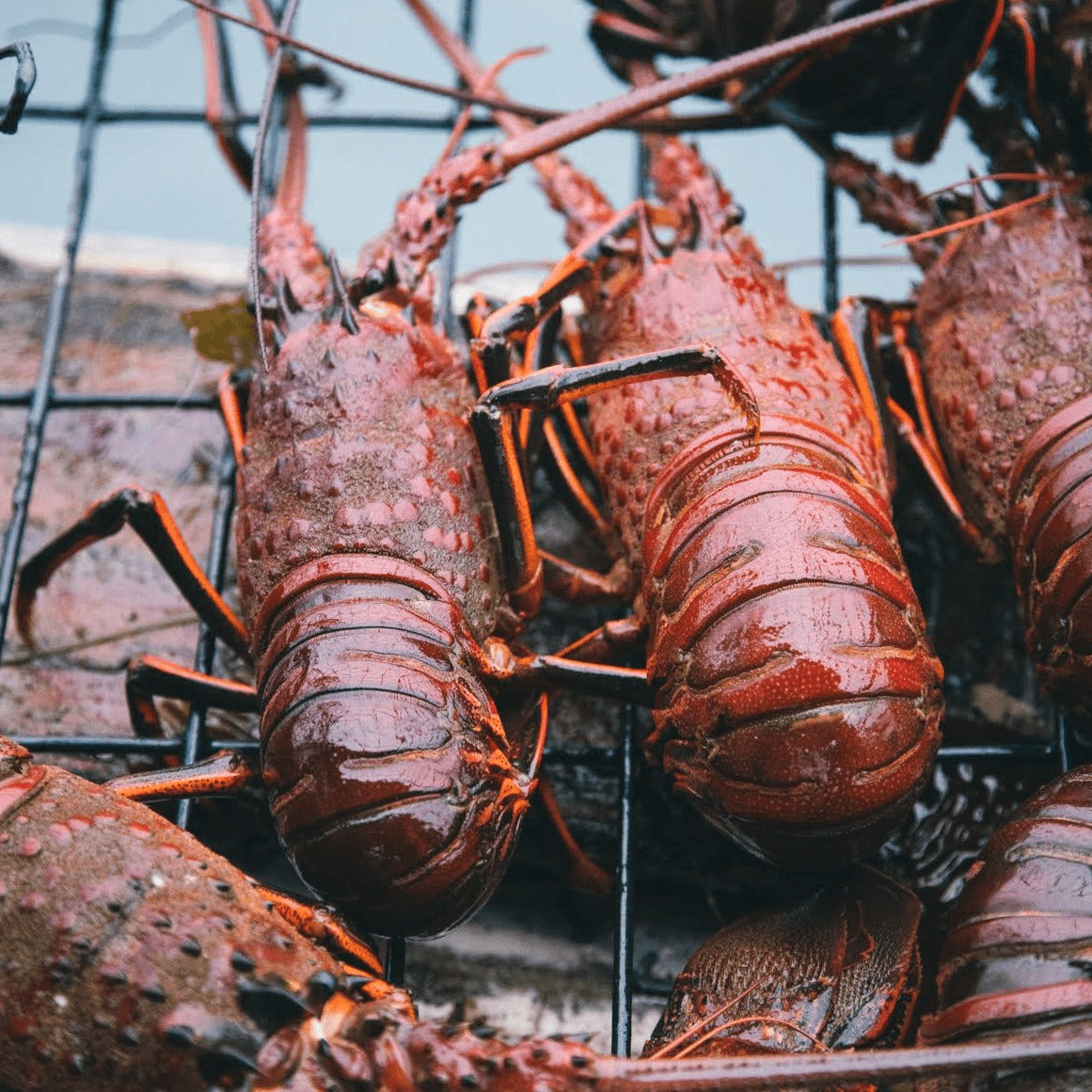 Spiny Lobster - Southern California
