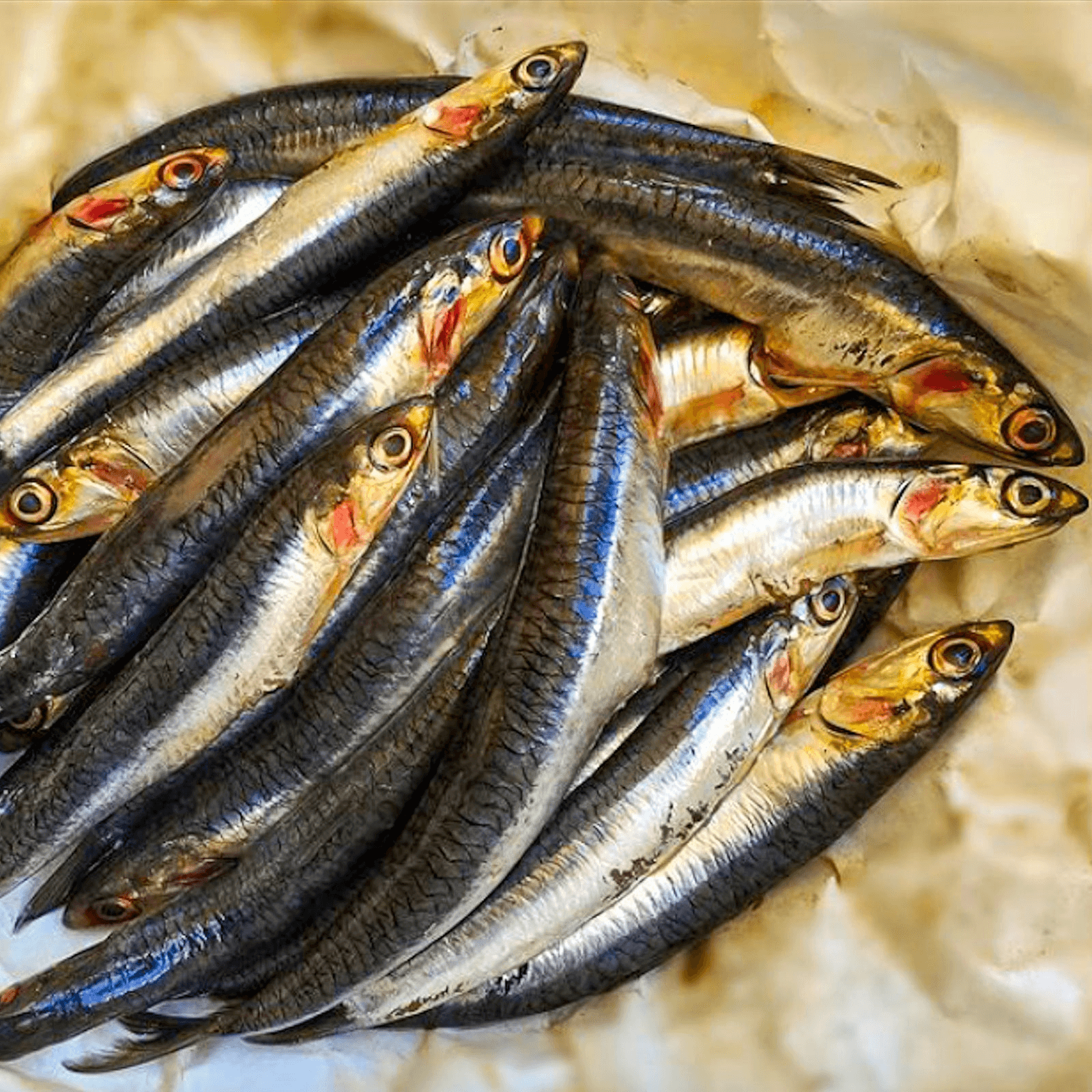 Anchovies - Northern California
