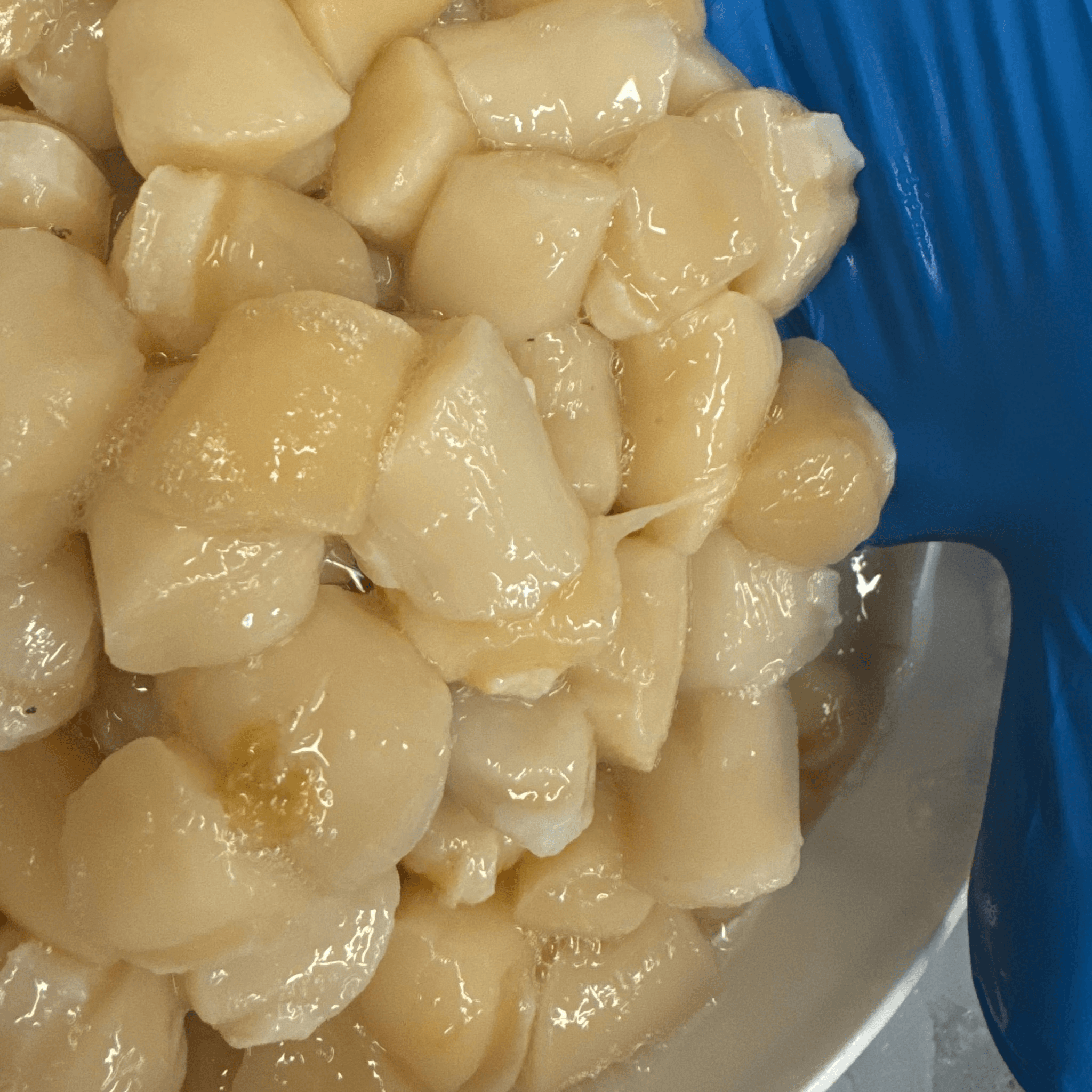Bay Scallops - Massachusetts