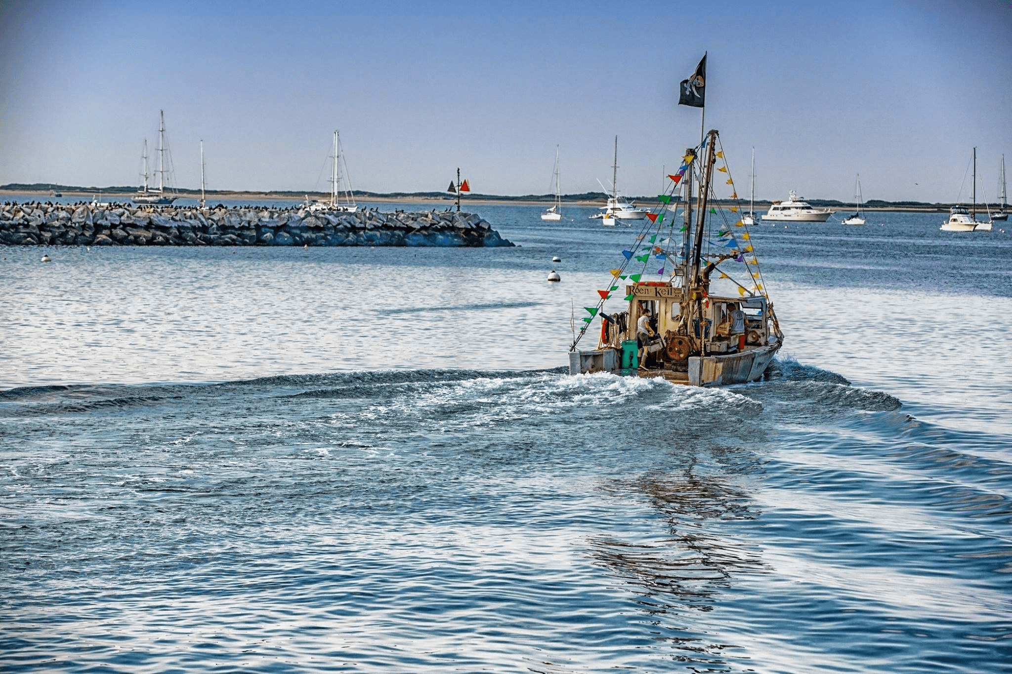 Bay Scallops - Massachusetts