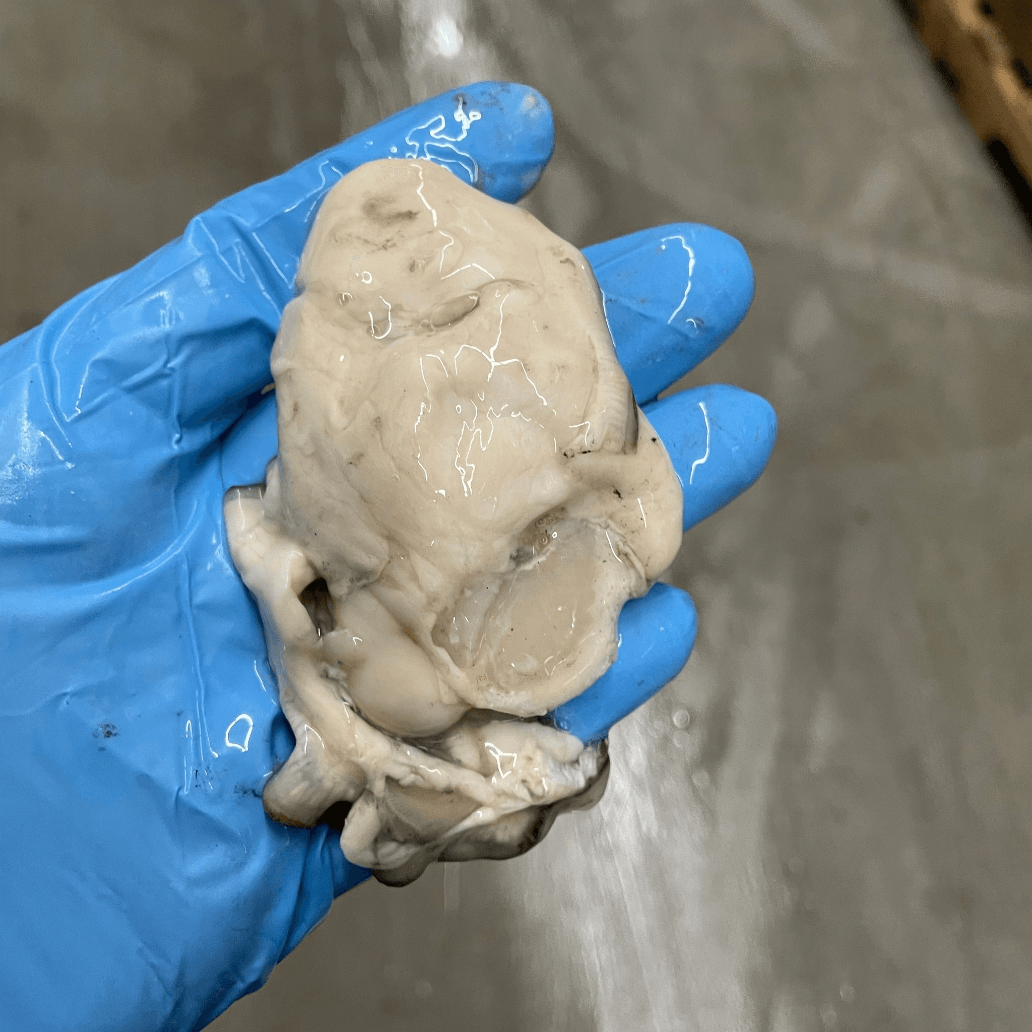 Shucked Pacific Oyster