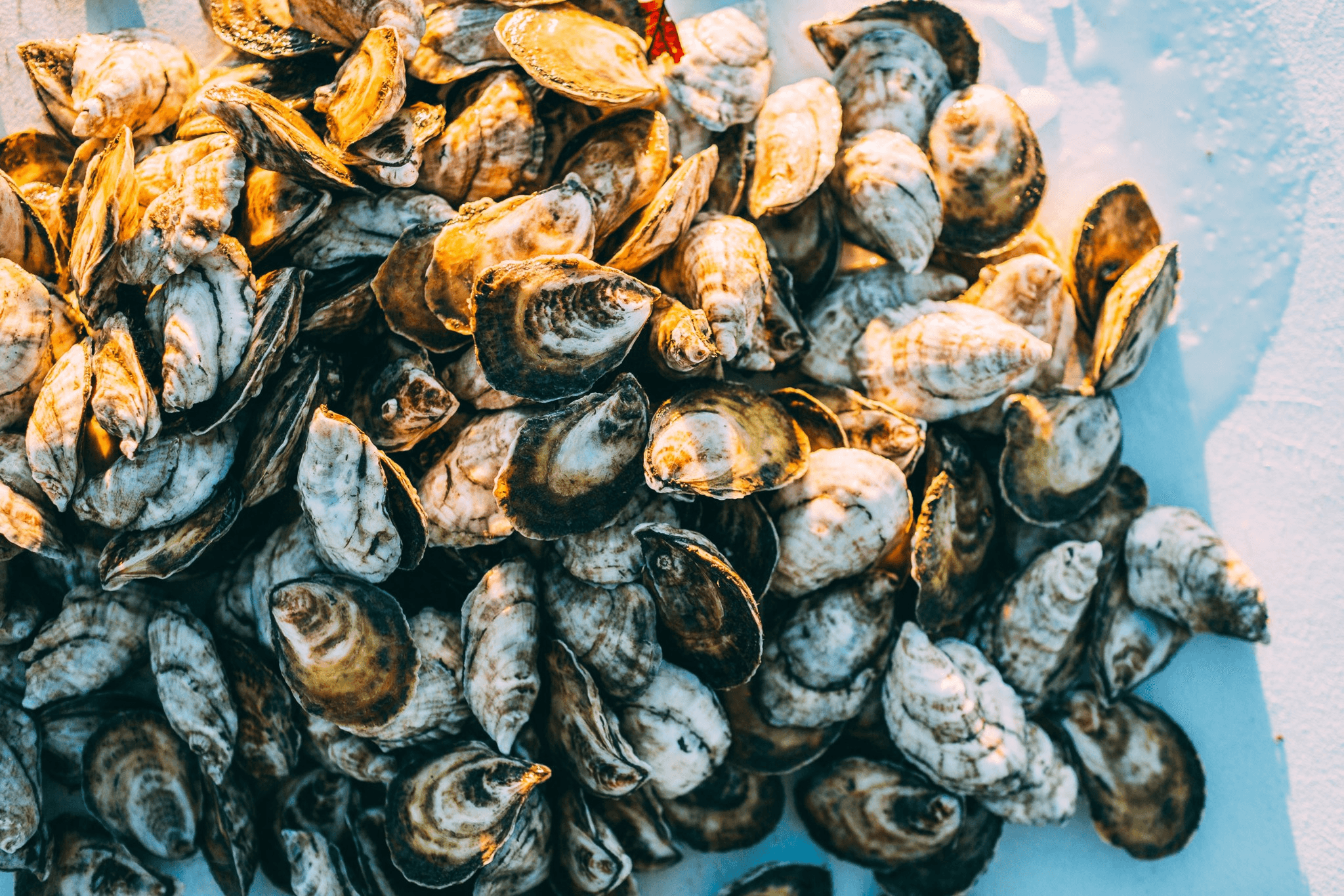 Maine Oysters