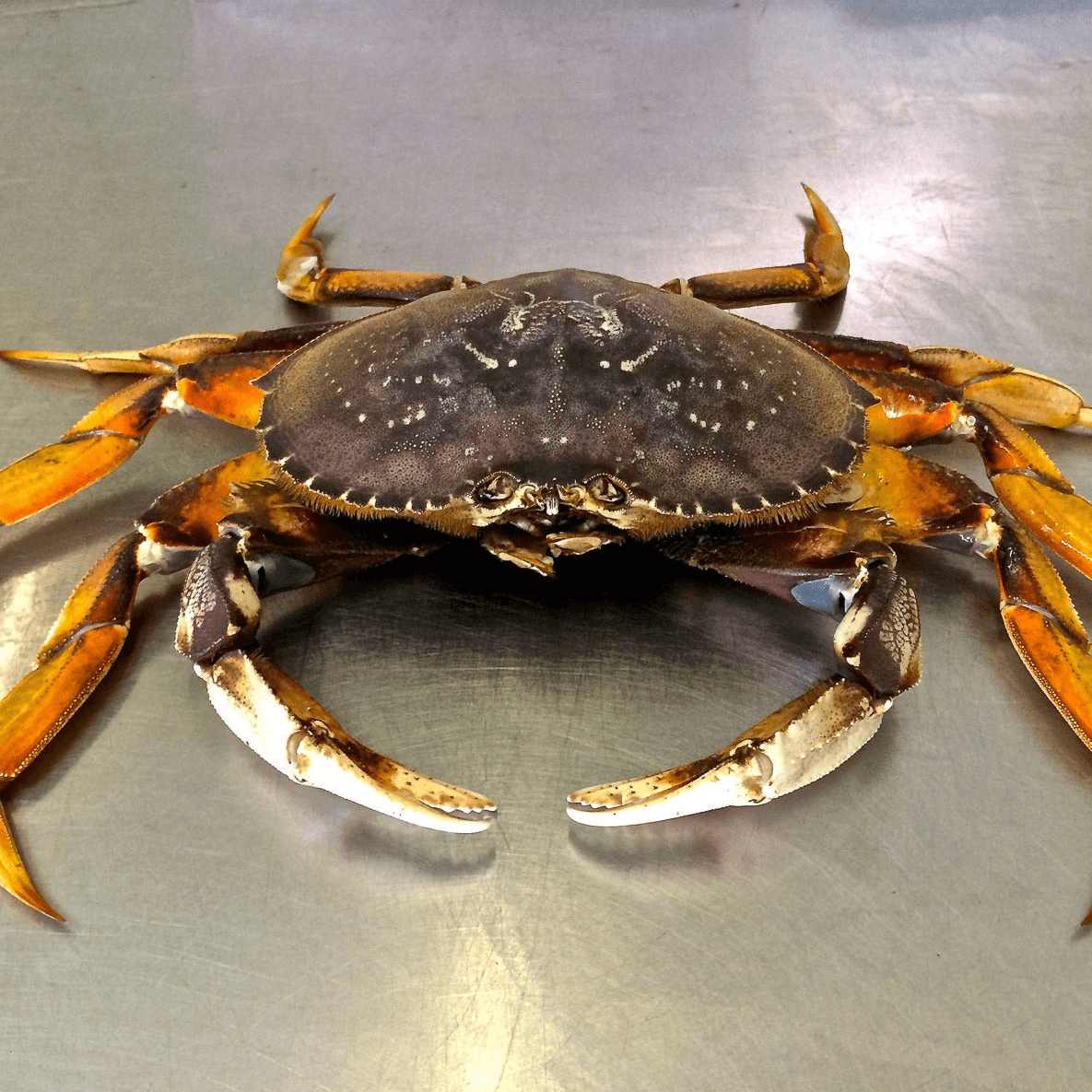 Live Dungeness Crab