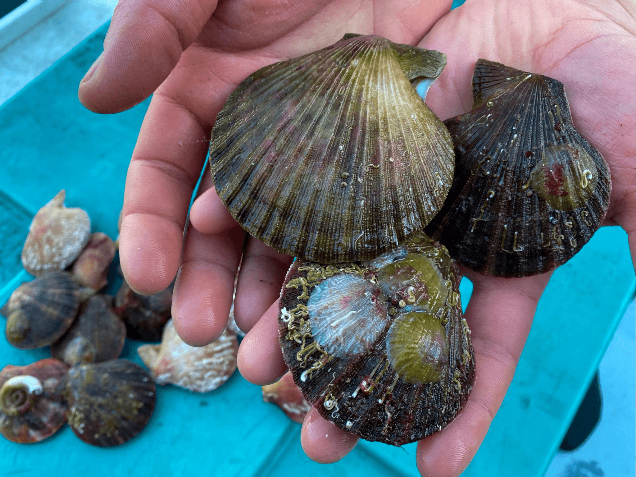 Live Pink Scallop