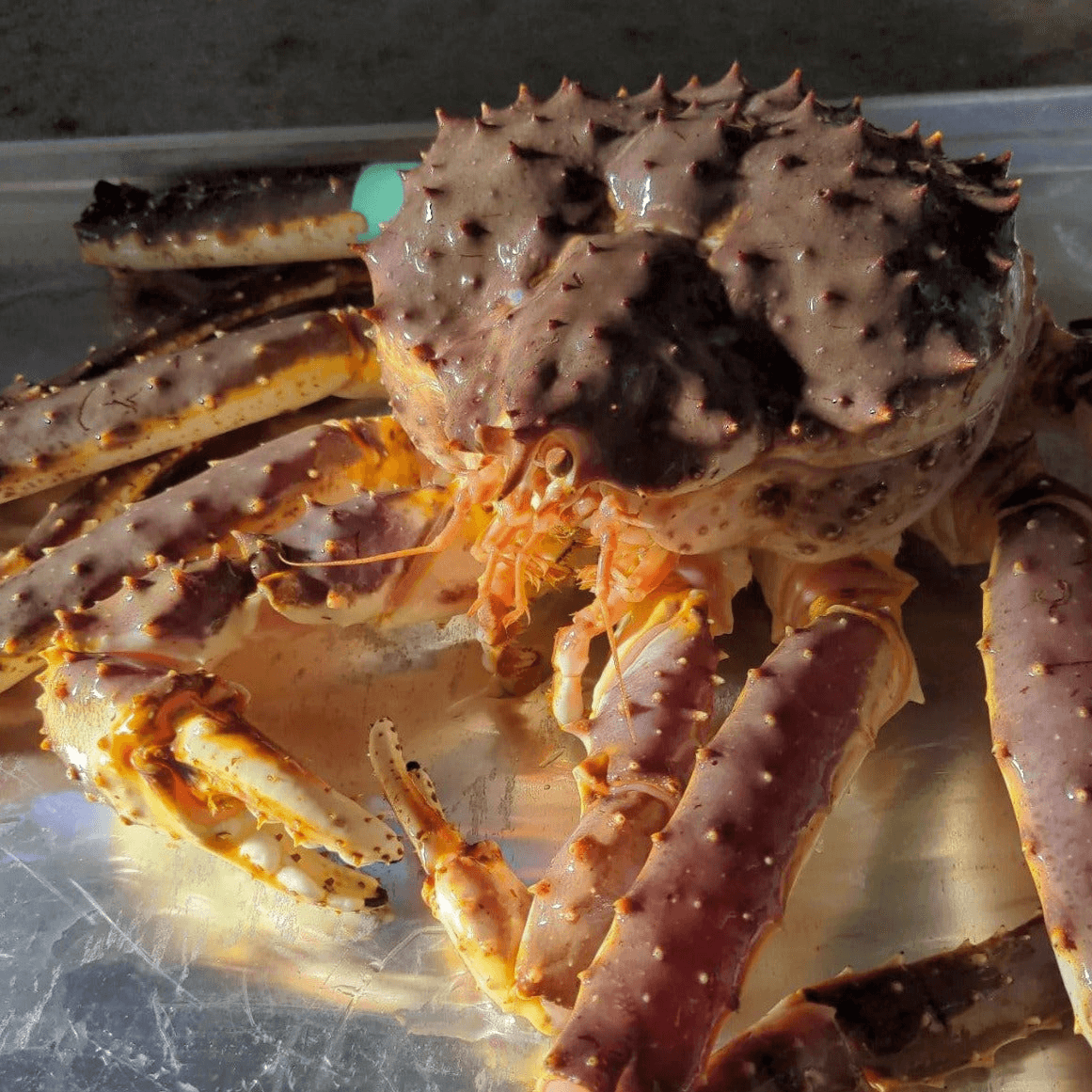 Live King Crab - Norway