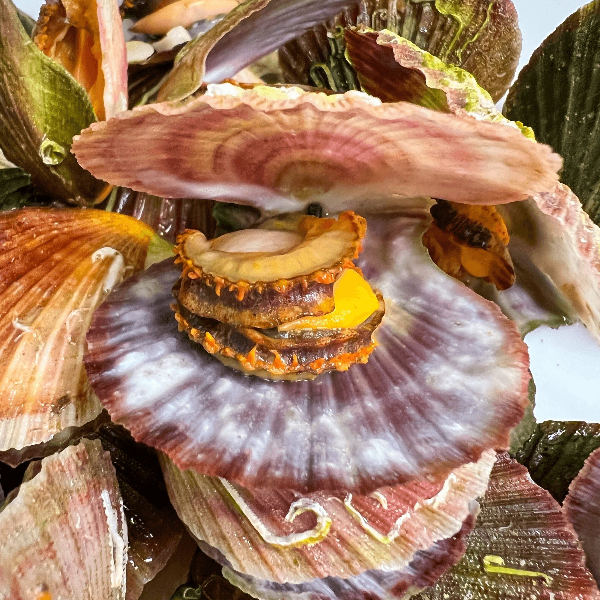 Live Pink Scallop