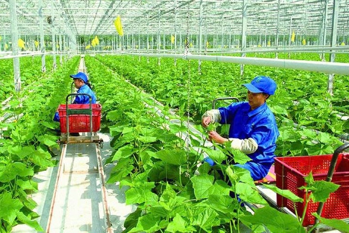 [ HY LẠP ] Nông Nghiệp nhận cặp vợ chồng