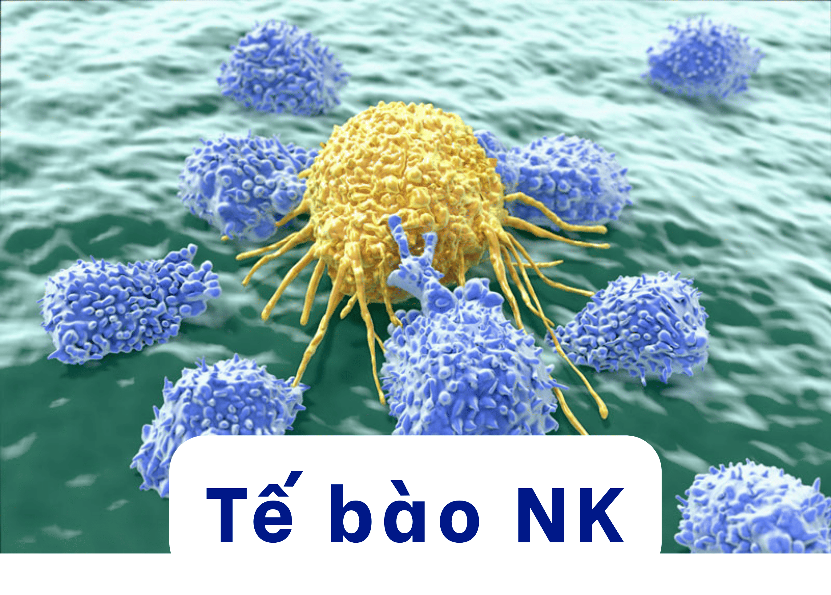 Tầm quan trọng của việc bảo vệ tế bào tiêu diệt tự nhiên (NK) cho trẻ