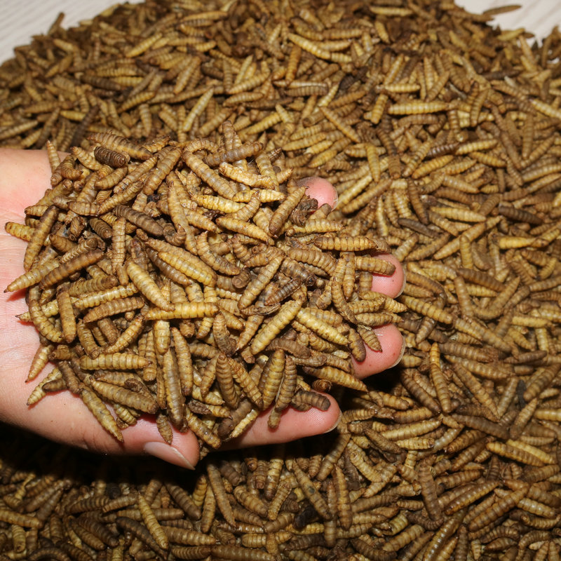 Sâu Canxi Sấy Khô, Sấy Phồng Lợi Ích Vượt Trội ?