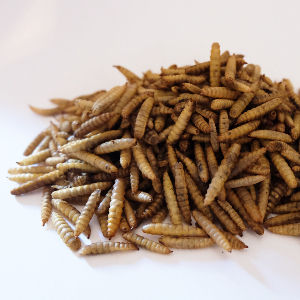 So Sánh Super Worm Và Các Loại Thức Ăn Giàu Đạm Trên Thị Trường