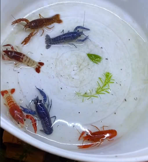 Tôm kiểng 4 màu : nâu, trắng, đỏ, xanh, mix màu v.v...