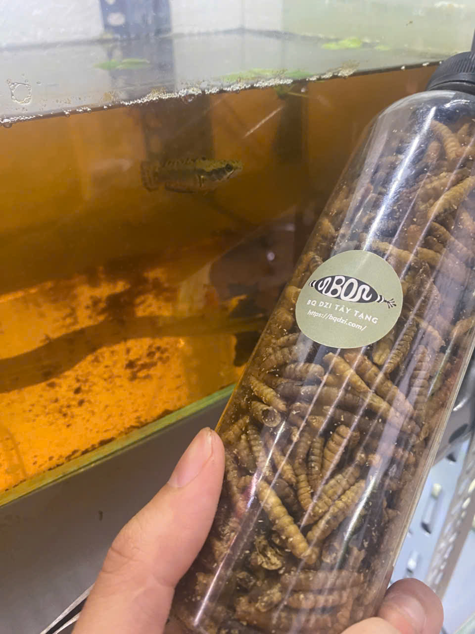 Lọ (100g) sâu sấy canxi siêu đạm thức ăn cho cá,gà, bò sát v,v...