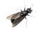 bee_header