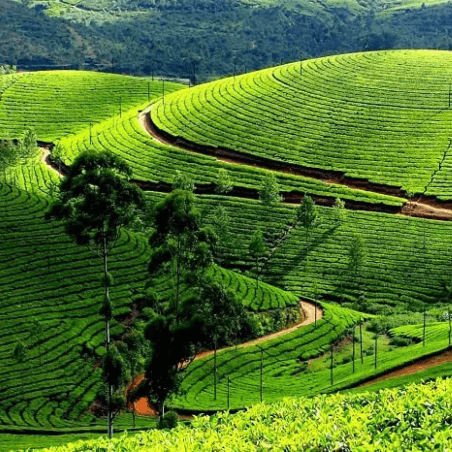 Tour BẢN SẮC XỨ TRÀ citytour 1/2 ngày