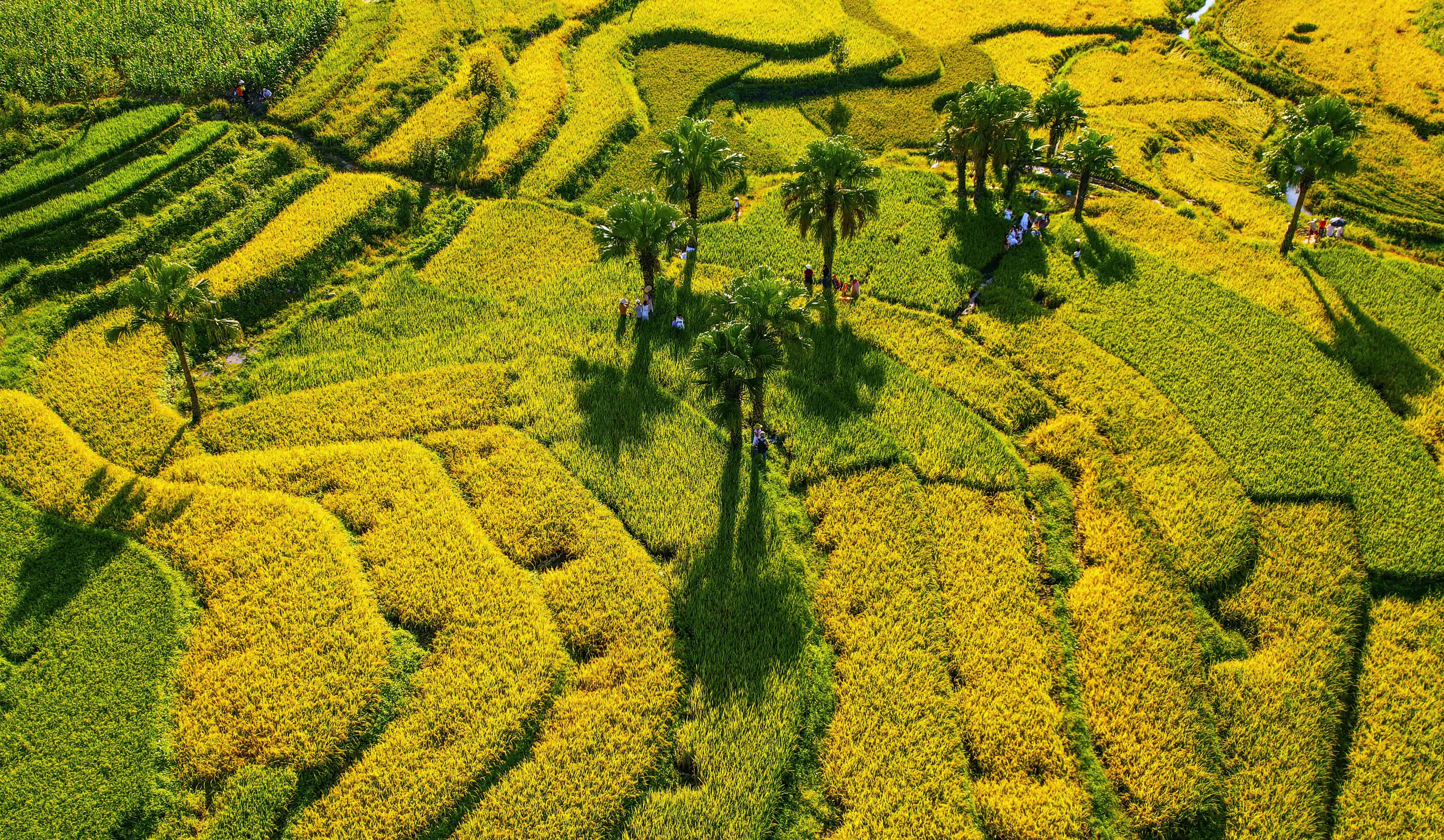 Tour CHUYẾN TÀU VỀ VỚI XỨ TRÀ 2N1Đ