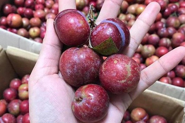 Giấm mận tự nhiên Nọong Piêu – Chăm sóc sức khỏe từ nông sản bản địa