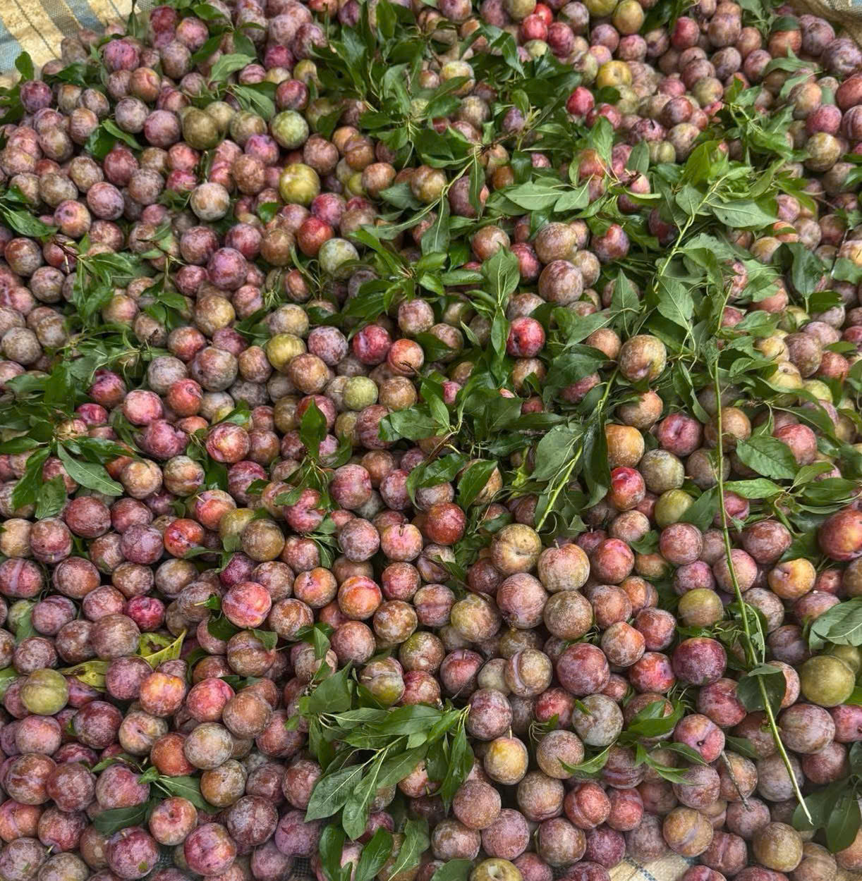 Mận Hậu