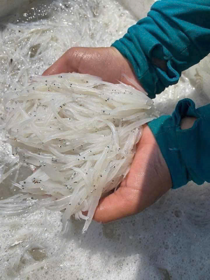 Cá Ngần