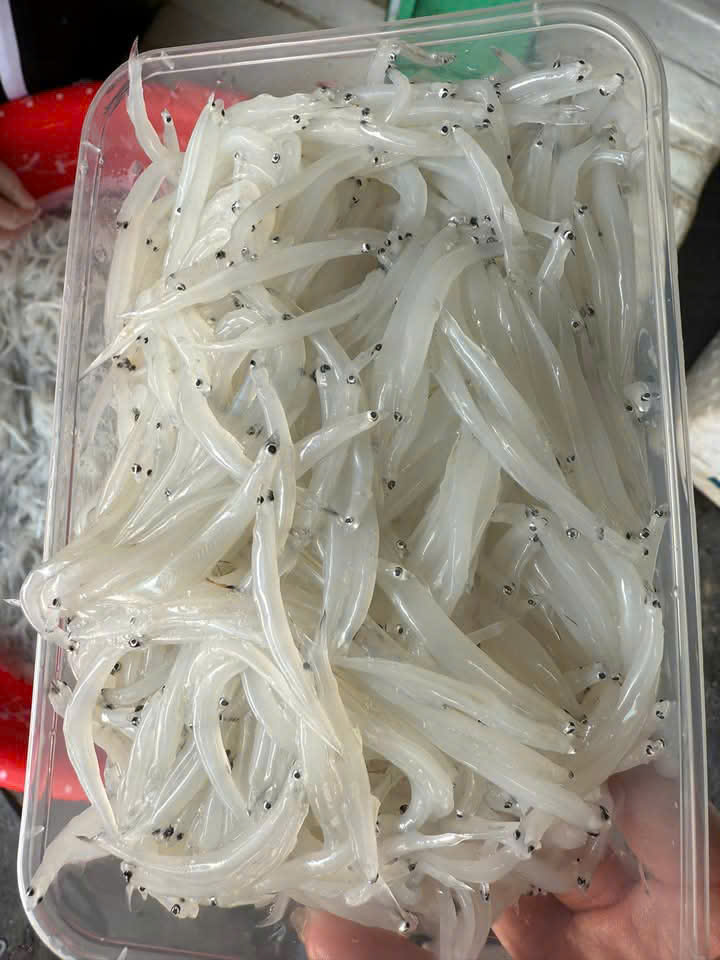 Cá Ngần