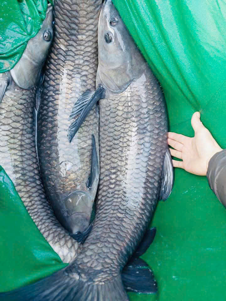Cá Trắm