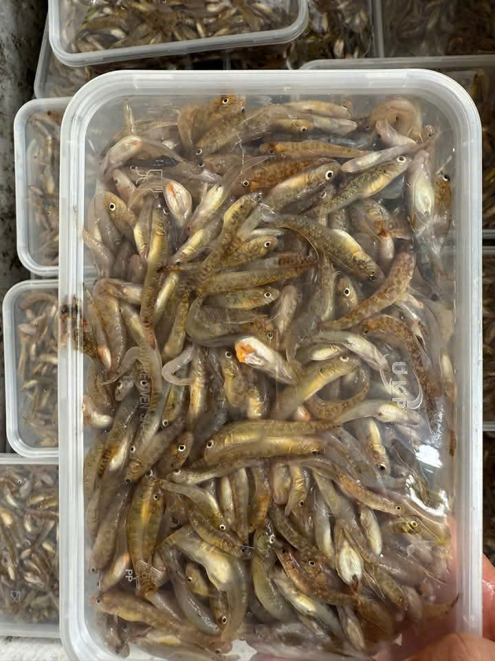 Cá Bống Sông